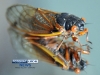052113-cicada-01 052113-cicada-01