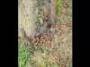 052113-cicada-02 052113-cicada-02