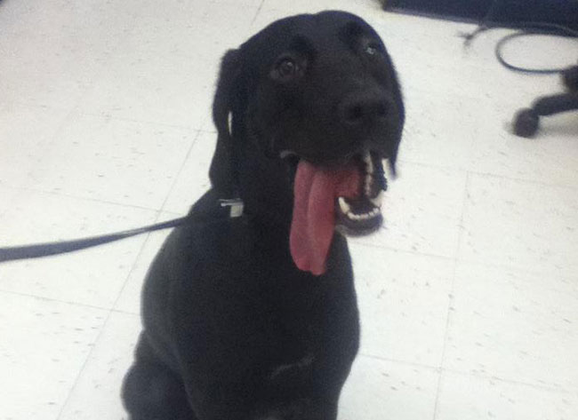 Spca Black Lab Dog Spca Black Lab Dog