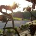 Potomac Point Winery
