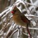dsb025 Cardinal 2005 (Gary Gannt)