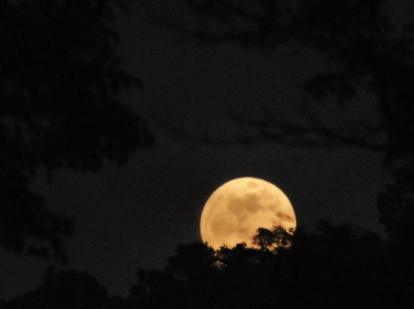 The Super Moon makes its appearance over North Stafford on Saturday. (Mary Davidson/PotomacLocal.com)