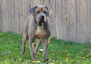 Boudreaux