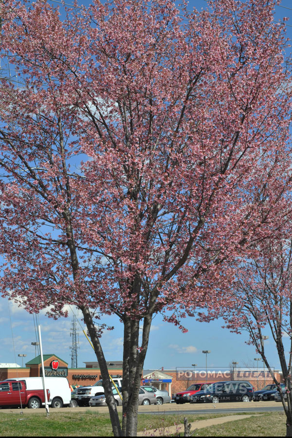 Cherry blossoms are in full bloom on the corner of Garrisonville Road and Salisbury Drive in North Stafford. [Photo: Mary Davidson / Potomac Local News]