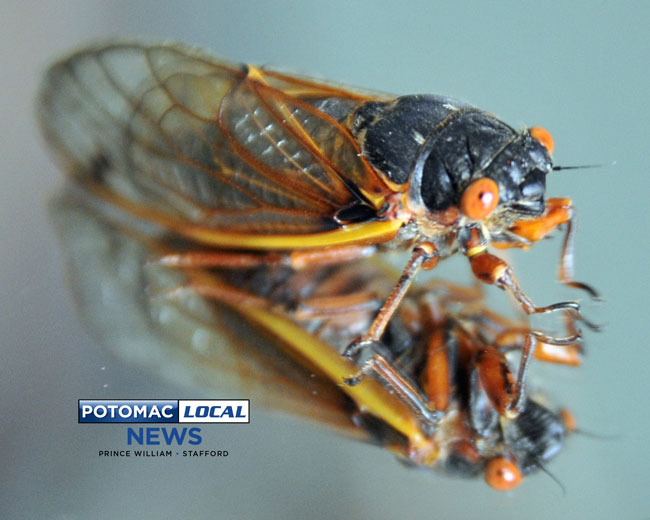 Cicada Season Nearing Peak - Potomac Local News