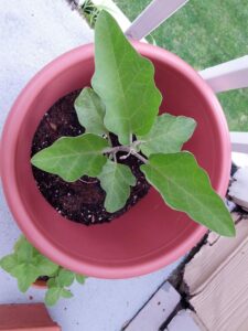 My eggplant is growing bigger each day!