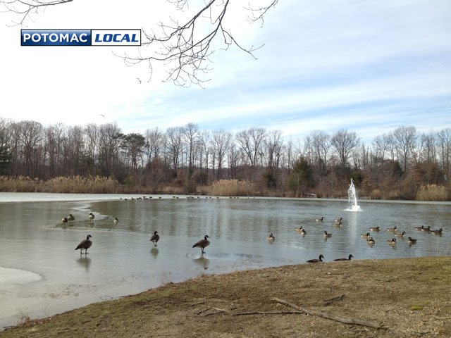 020314-geese-on-pond