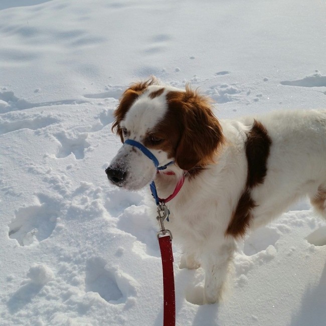 Macey loves the snow [Jen Jones / Facebook]