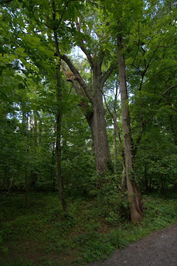 Manassas National Battlefield Park's silent 'Witness Trees' tell a ...