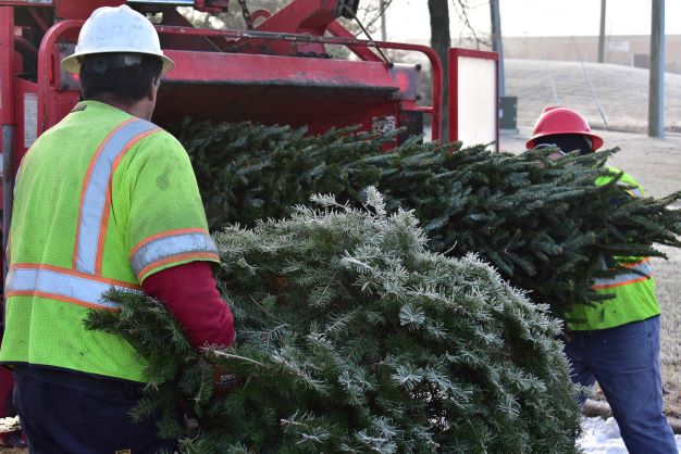 Christmas trees will be turned into mulch at the Balls Ford Road Compost Facility

 | Daily News Byte